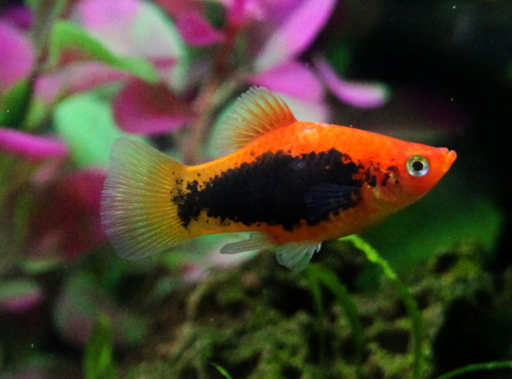 primo acquario platy