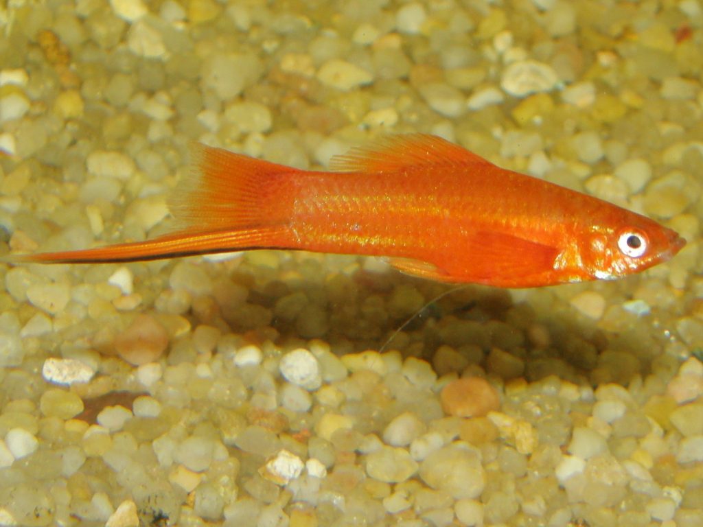 primo acquario porta spada