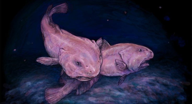 strani pesci blobfish