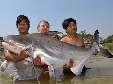 Pangasius sanitwongsei 2