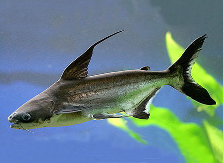 Pangasius sanitwongsei