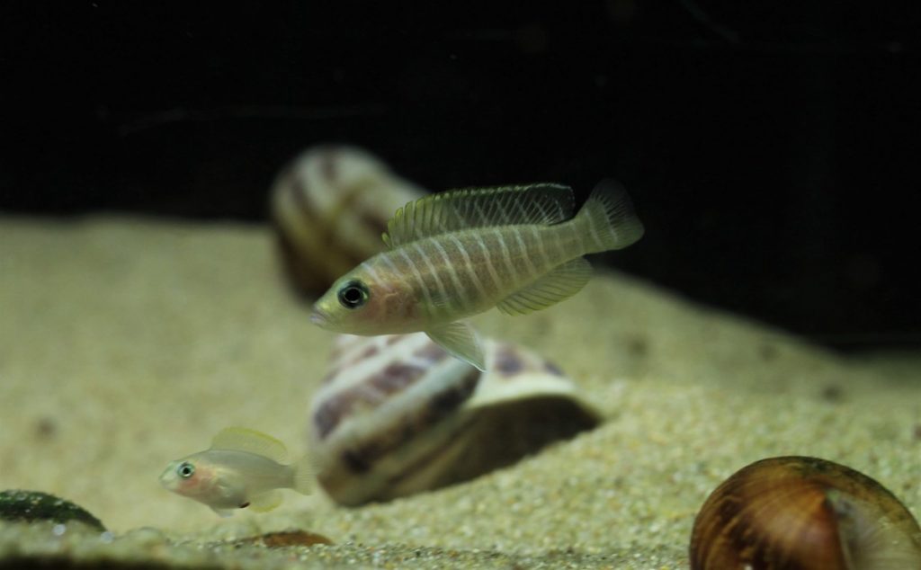 neolamprologus similis 3