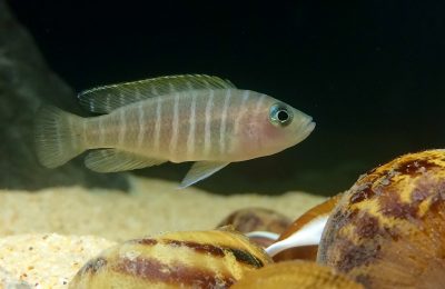 neolamprologus similis