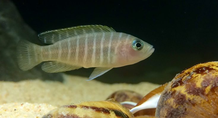 neolamprologus similis