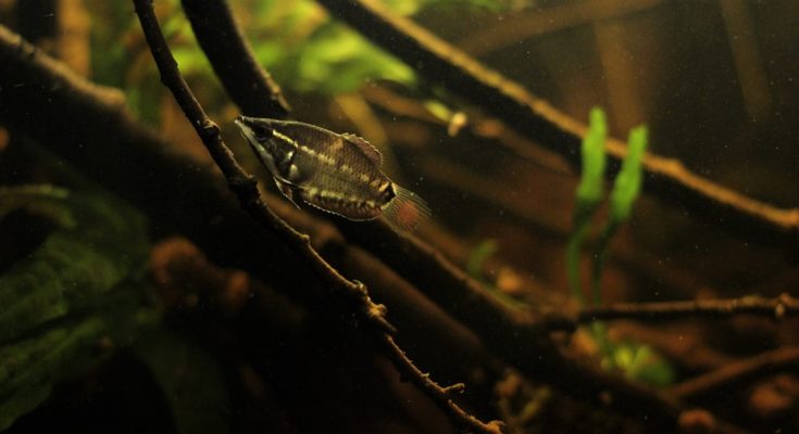 sphaerichthys vaillanti