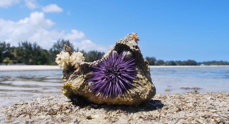ricci di mare