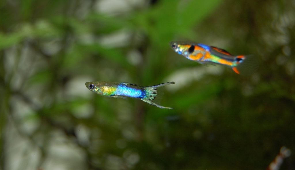 riproduzione guppy