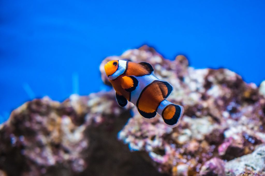 riproduzione pesce pagliaccio