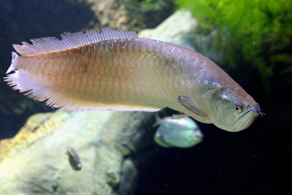 riproduzione arowana