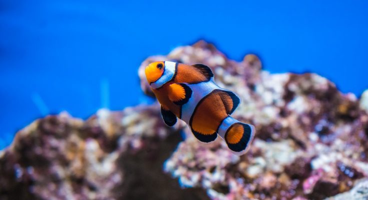 riproduzione pesce pagliaccio