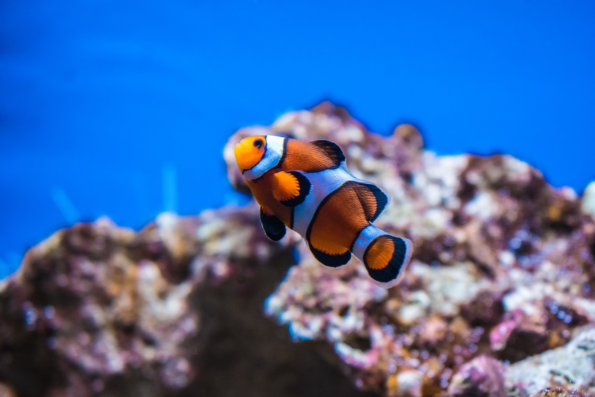 Plafoniera Led Fai Da Te Acquaportal : L acquario di riccardo giulivi acquari made in italy acquaportal