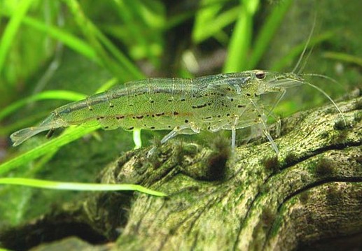 Caridina multidentata