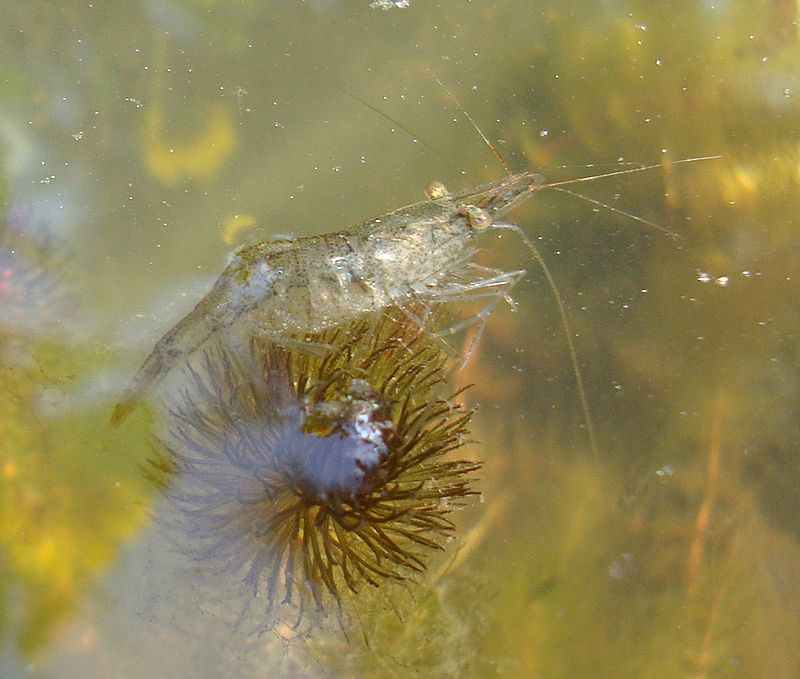 Gamberetto d'acqua dolce