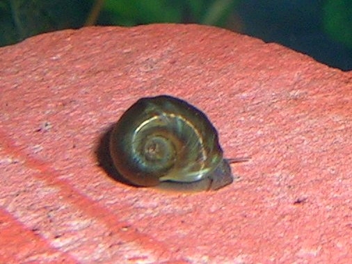 Planorbidae