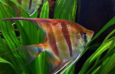 acquario per ciclidi