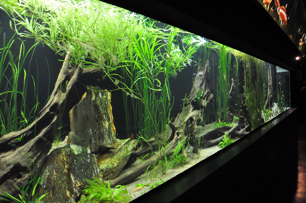 acquario per ciclidi amazzonia