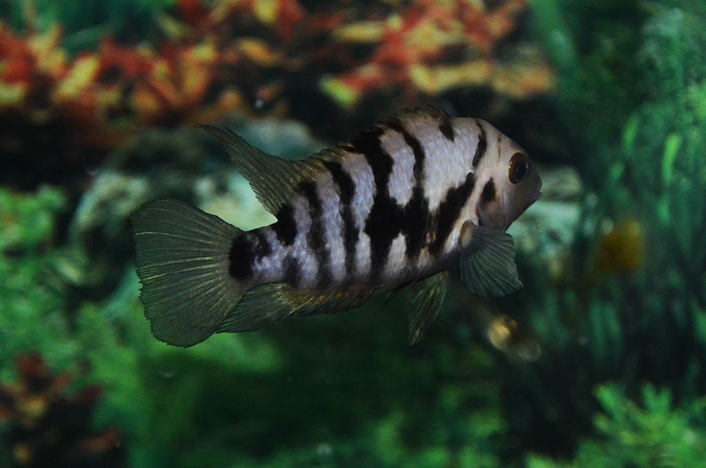 acquario per ciclidi convict