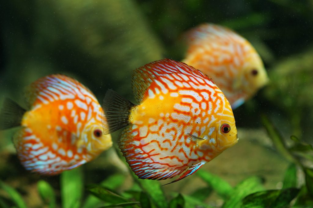 acquario per ciclidi discus