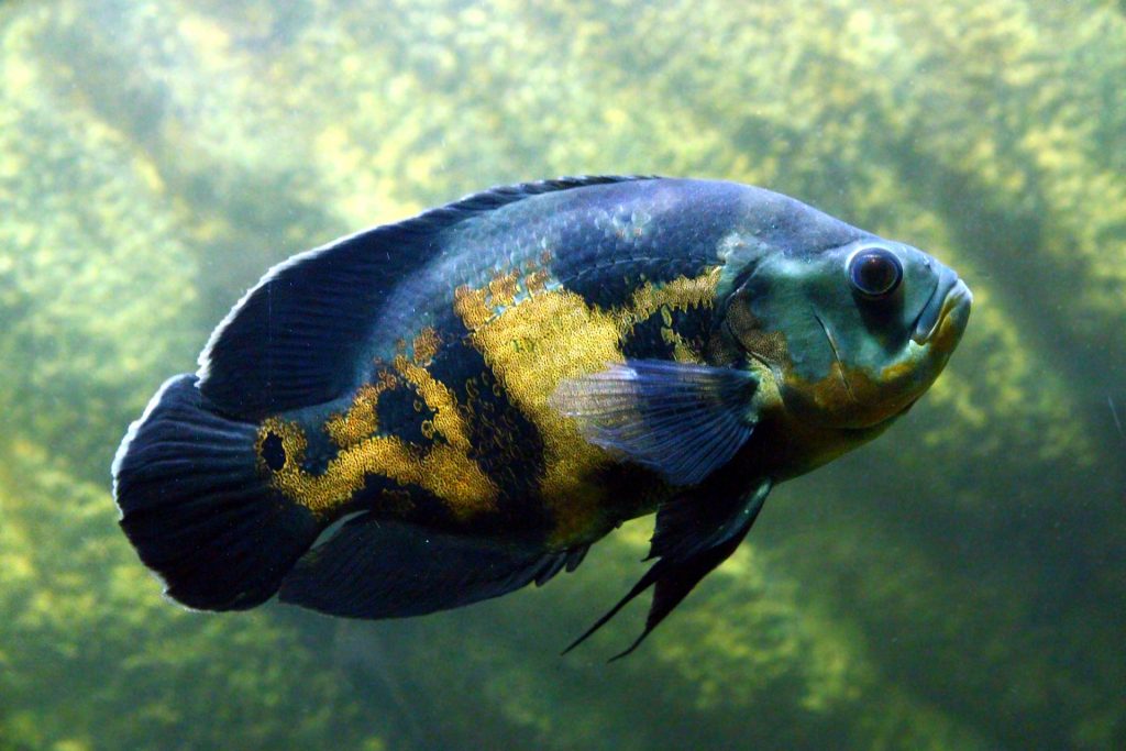 acquario per ciclidi oscar