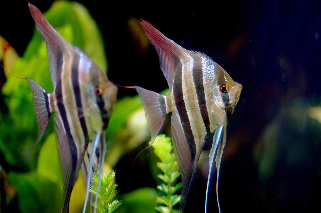 acquario per ciclidi pesce angelo