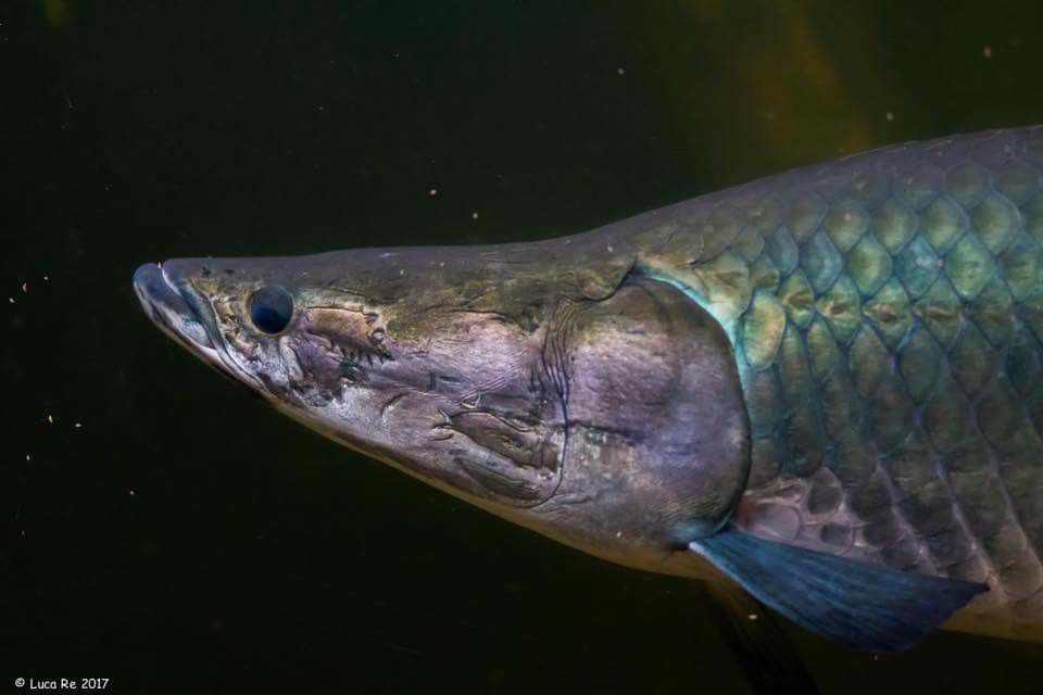 arapaima 1