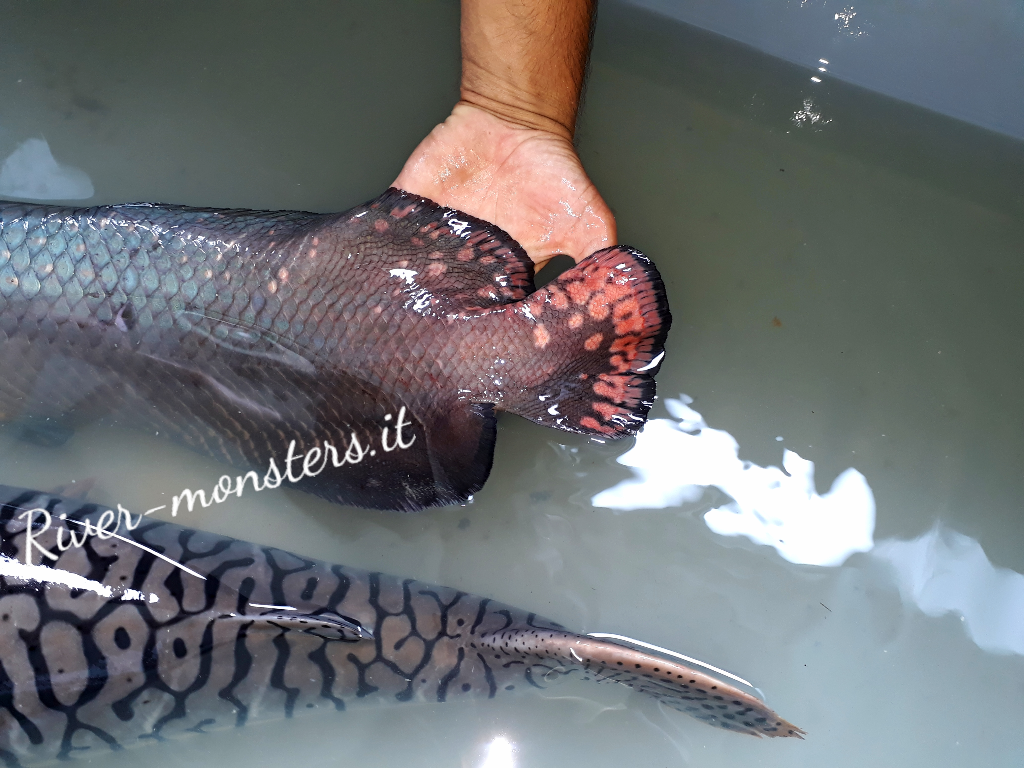 arapaima 3