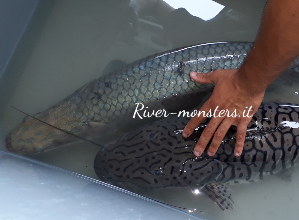 arapaima 4