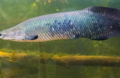 arapaima