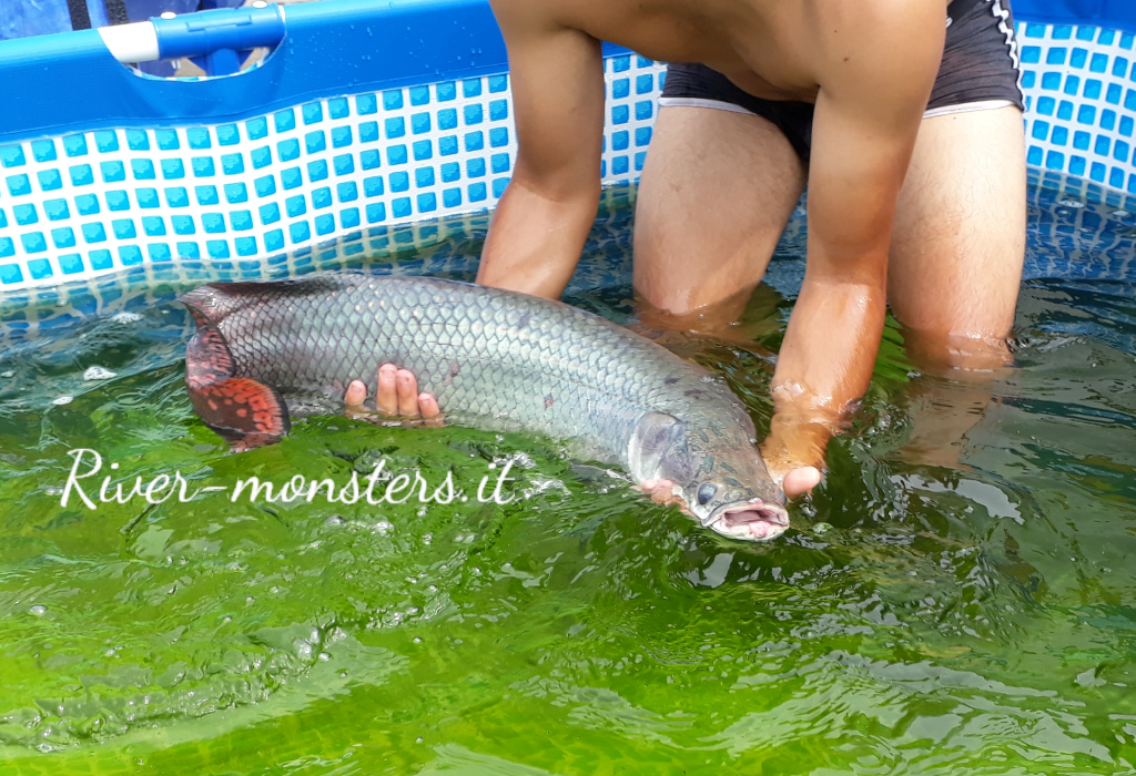 arapaima 5