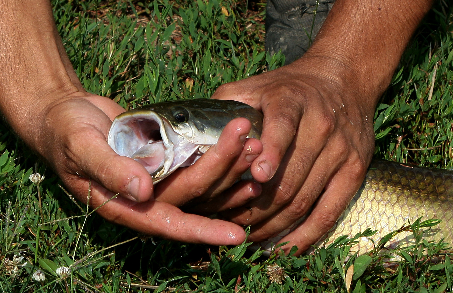 arapaima 6