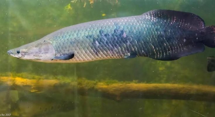 arapaima