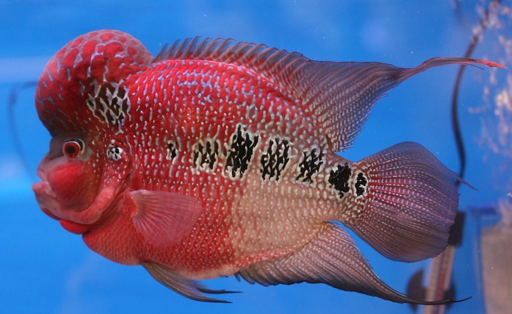 ciclide flowerhorn