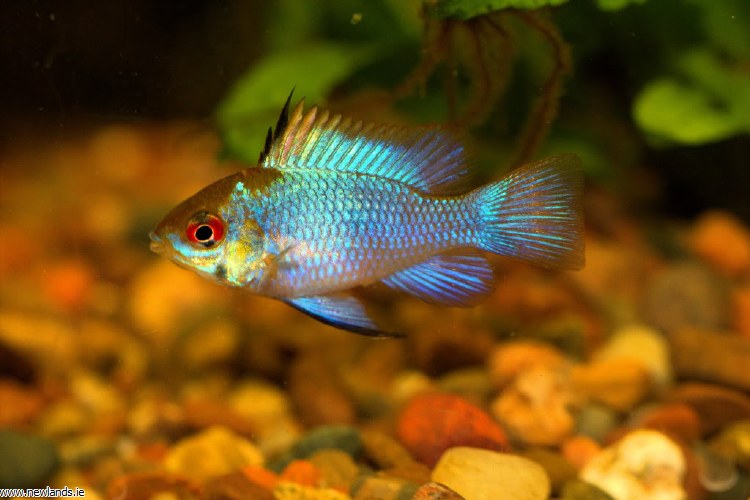 ciclide nano di ramirez