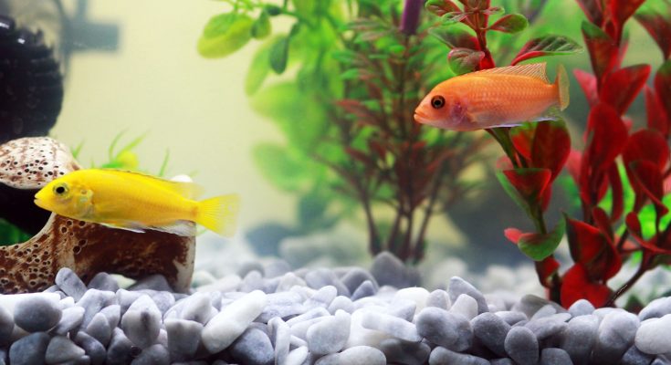 come dormono i pesci