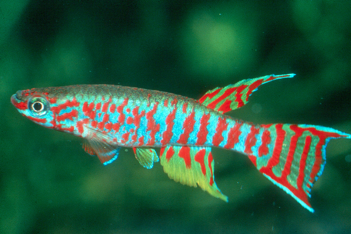 killifish