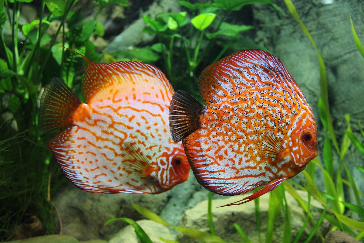 pesce disco