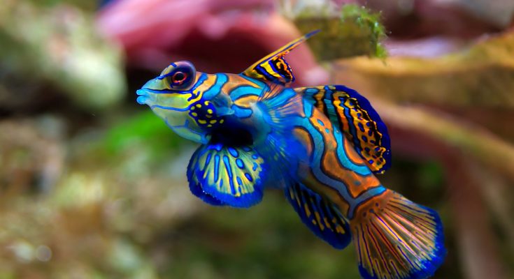 pesci colorati