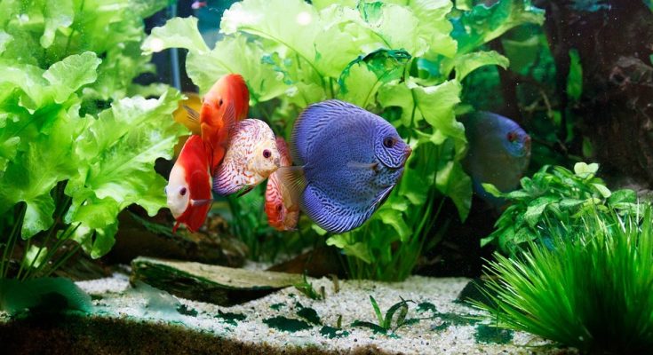 quanto tempo richiede un acquario