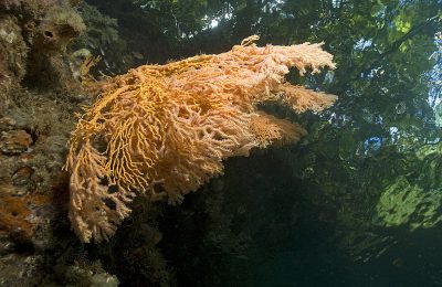 la foresta incontro il mare