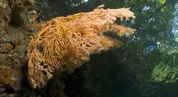 la foresta incontro il mare