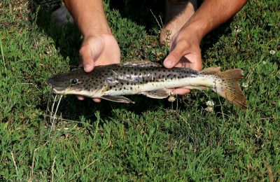 Pseudoplatystoma fasciatum