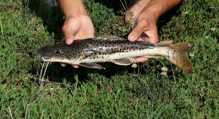 Pseudoplatystoma fasciatum