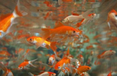 acquario di parigi rifugio pesci rossi