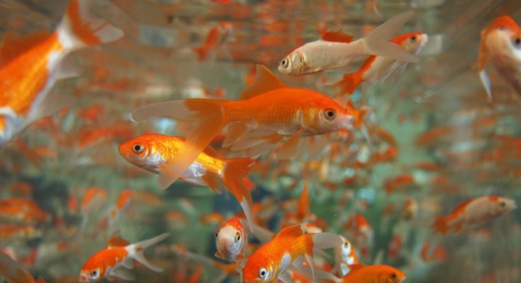 acquario di parigi rifugio pesci rossi