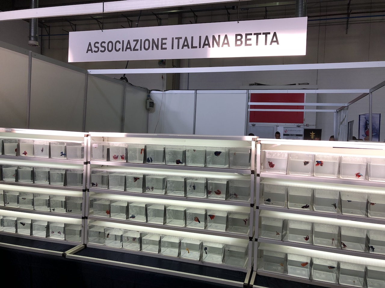 Associazione Italiana Betta 1