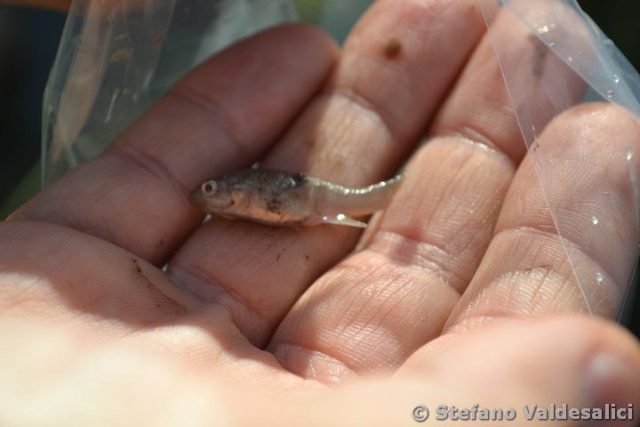 085-female-nothobranchius-spec-lake-victoria