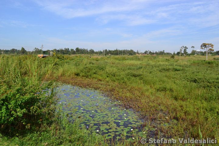 103-polls-on-sio-river-near-busia-few-km-far-there-is-uganda-no-nothobranchius-collected-even-if-this-locality-was-known-for-n-robustus-and-n-ugandensis