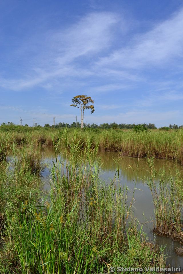 115-arm-of-sio river-at-busia-where-still-undescribed-micropanchax-was-collected