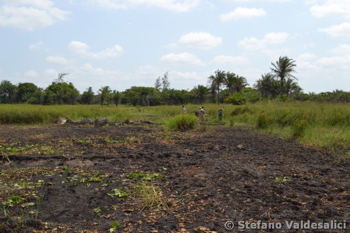 632-dry-black-mud-with-nothobranchius-palmqvisti-on-it