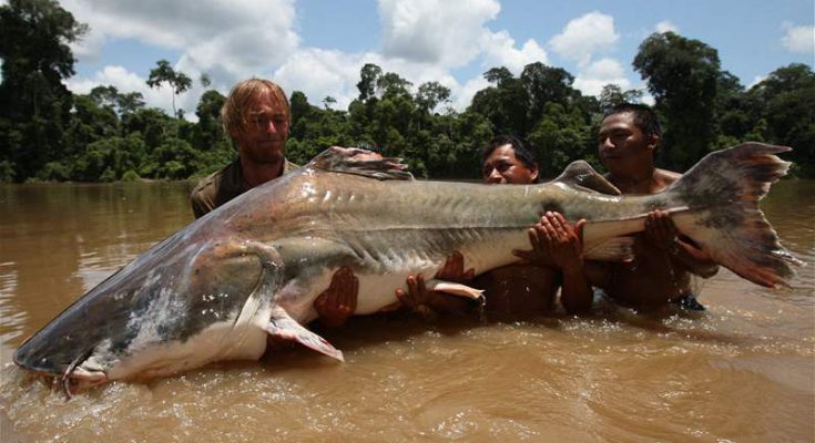 Brachyplatystoma filamentosum